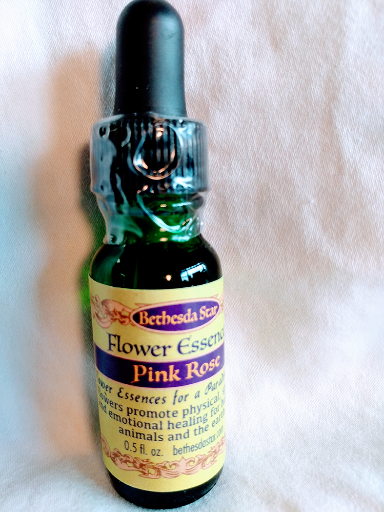 Pink Rose
